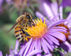 Organic Tropical Blossom Honey in Bulk
