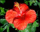 Hibiscus Flowers 2 oz Organic