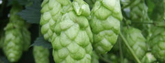 Goldings Hops